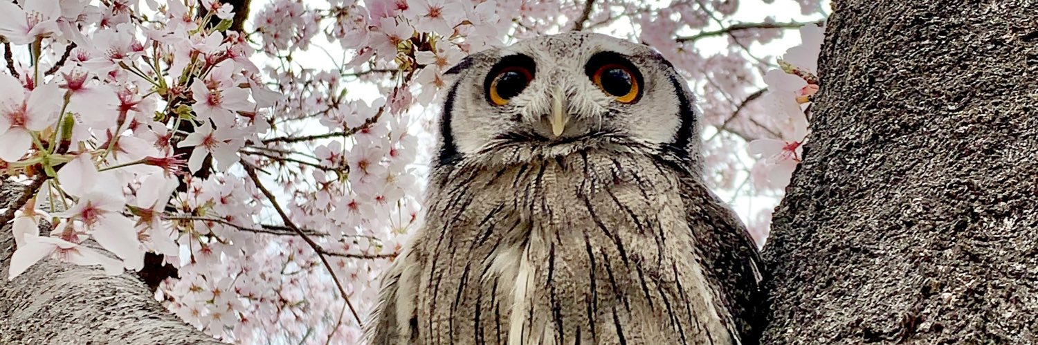 とら♪🧙‍♂️🦉 banner