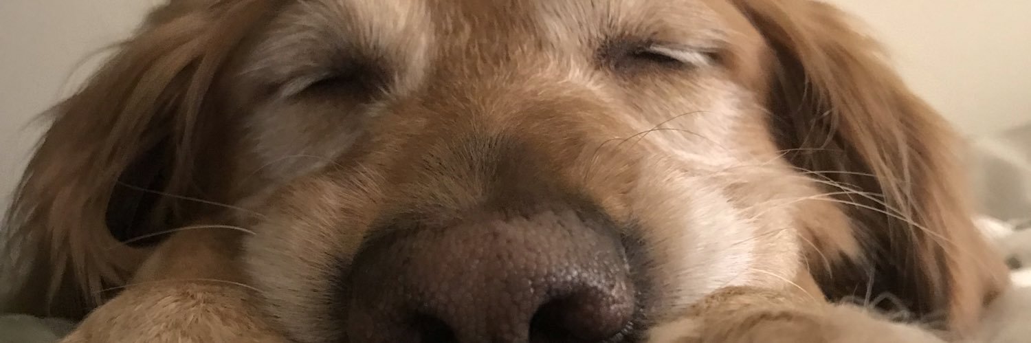 sambremmer's profile banner image