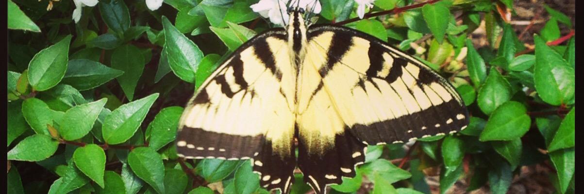 mzkbfly's profile banner image