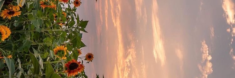 nyciix's profile banner image