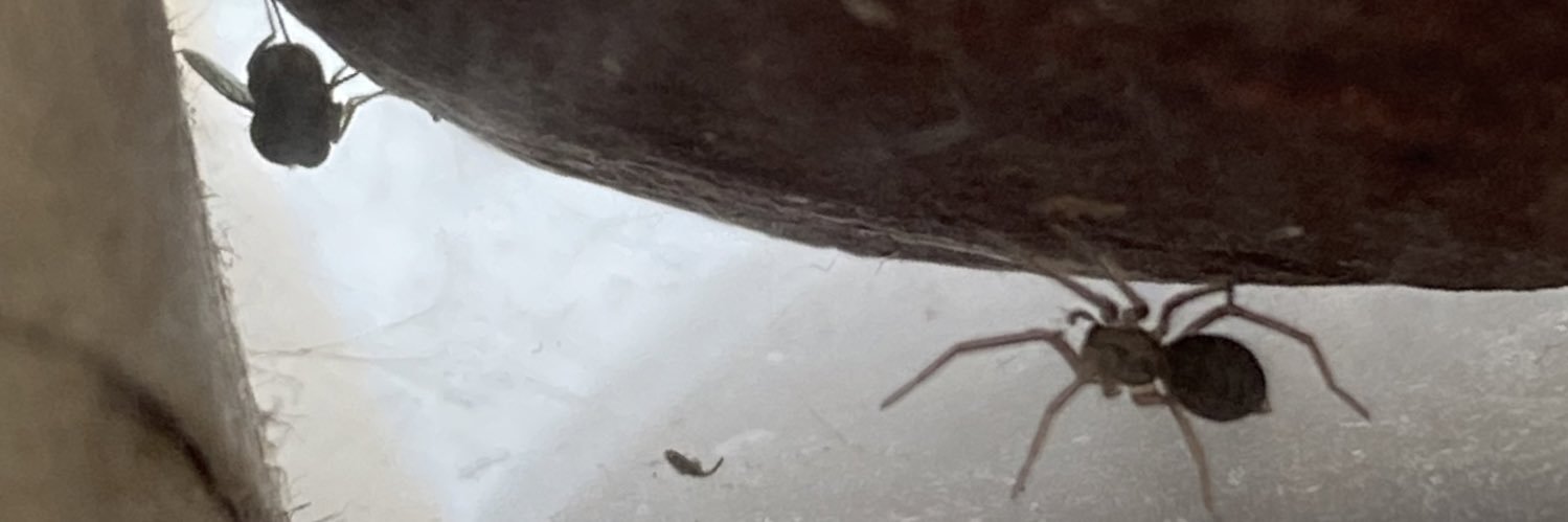 spider_haider's profile banner image