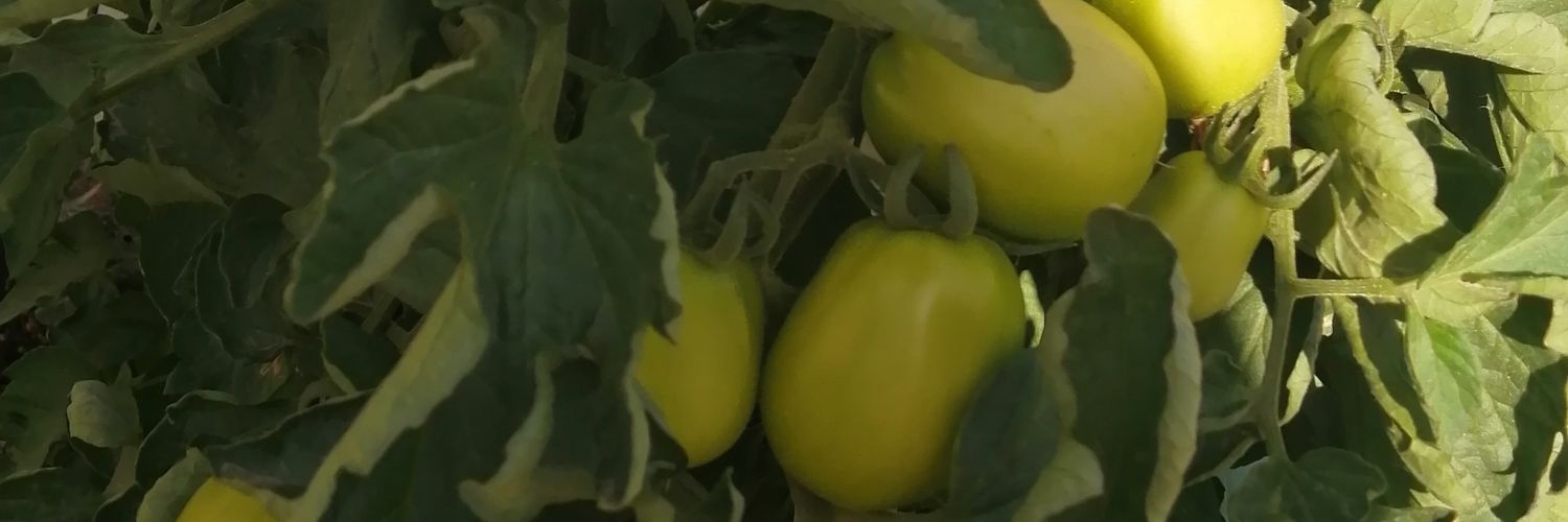 Rick banner