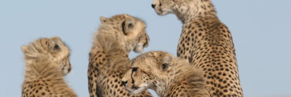 AnneWHilborn Profile Banner