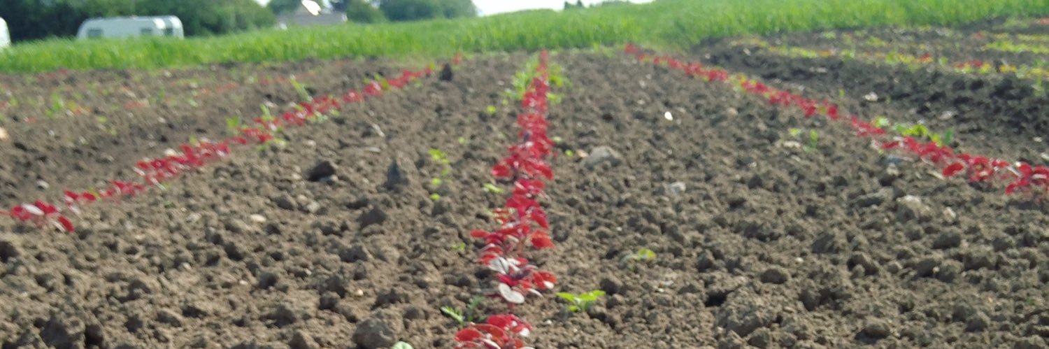 Natalie Hoidal banner