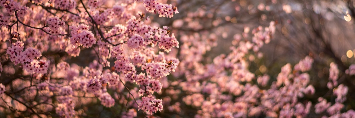 silvs_94's profile banner image