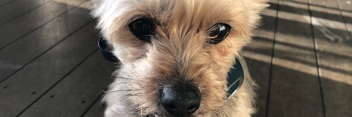 sibyllavissa's profile banner image