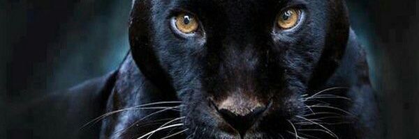 magic42ss73's profile banner image