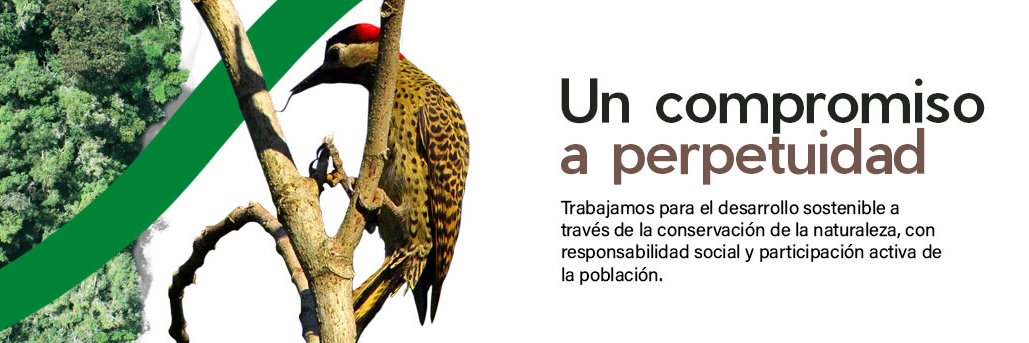 Fundación Moisés Bertoni banner