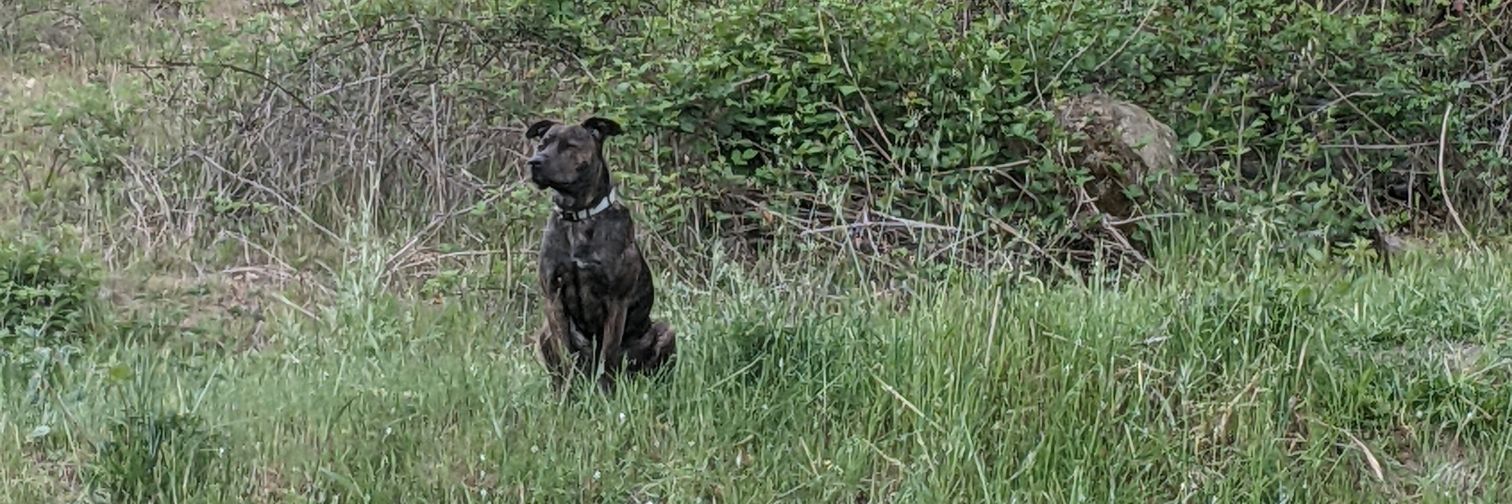 Country Dog banner