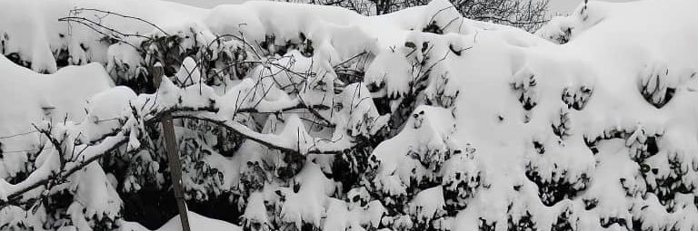 micolowhite's profile banner image
