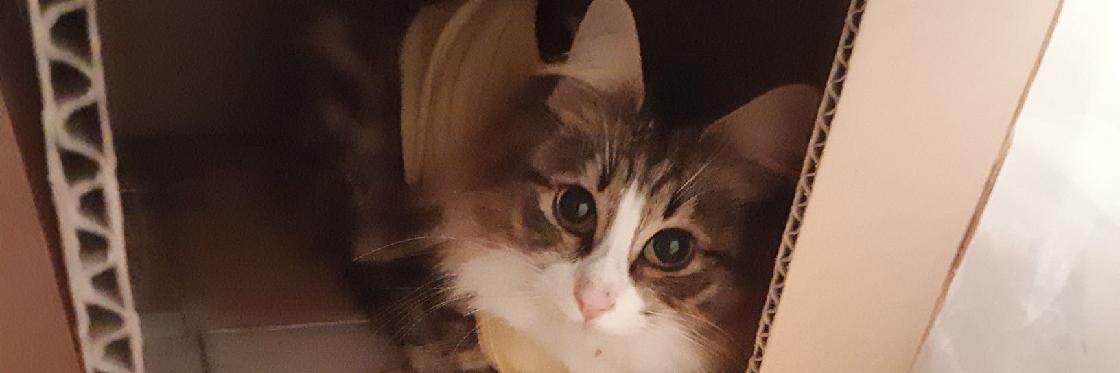 IwOuj's profile banner image