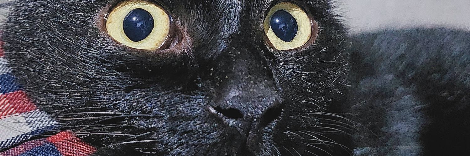 Abcathmorts's profile banner image