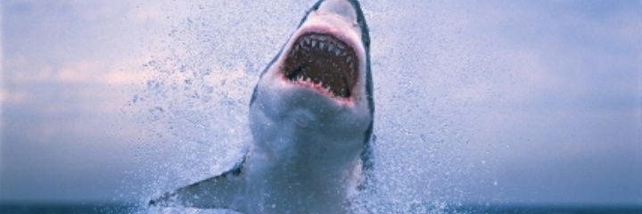 _shaqukala's profile banner image
