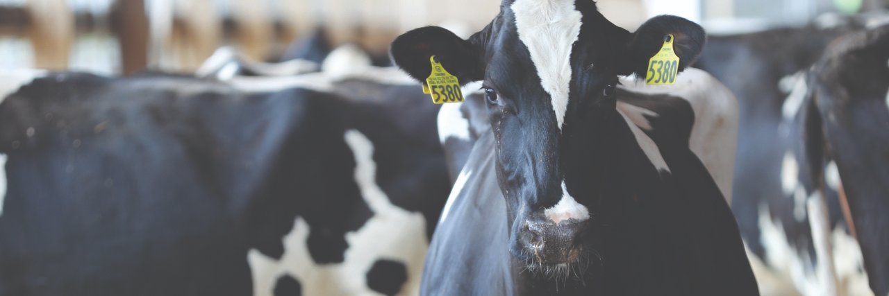 Holstein Association USA banner