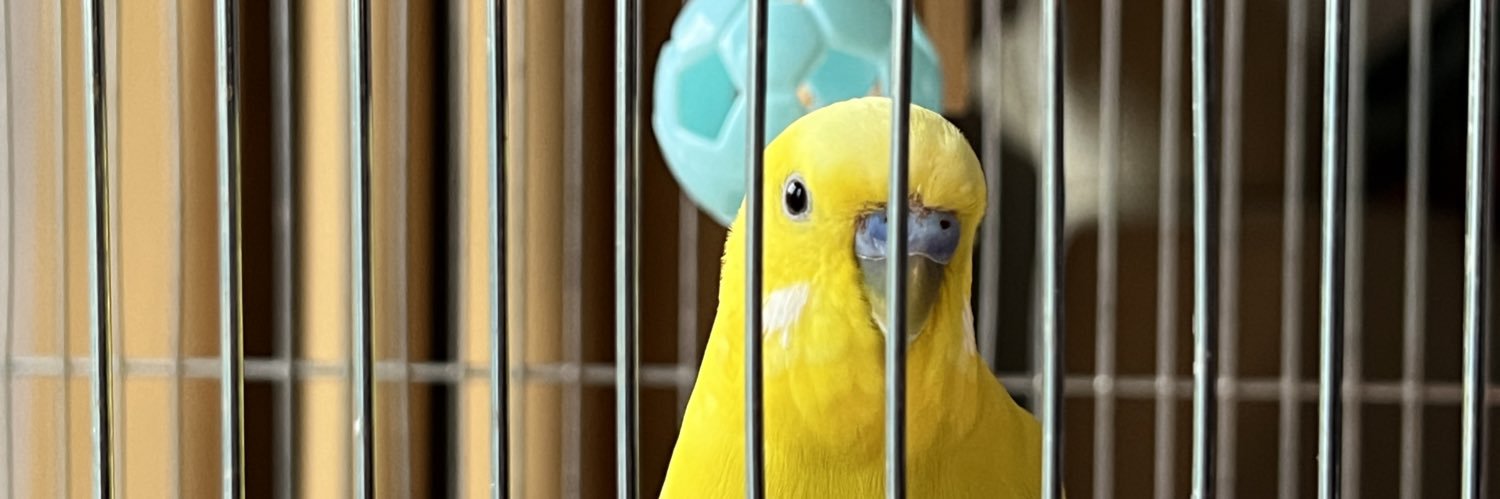 実家をDIYしてるインコ banner