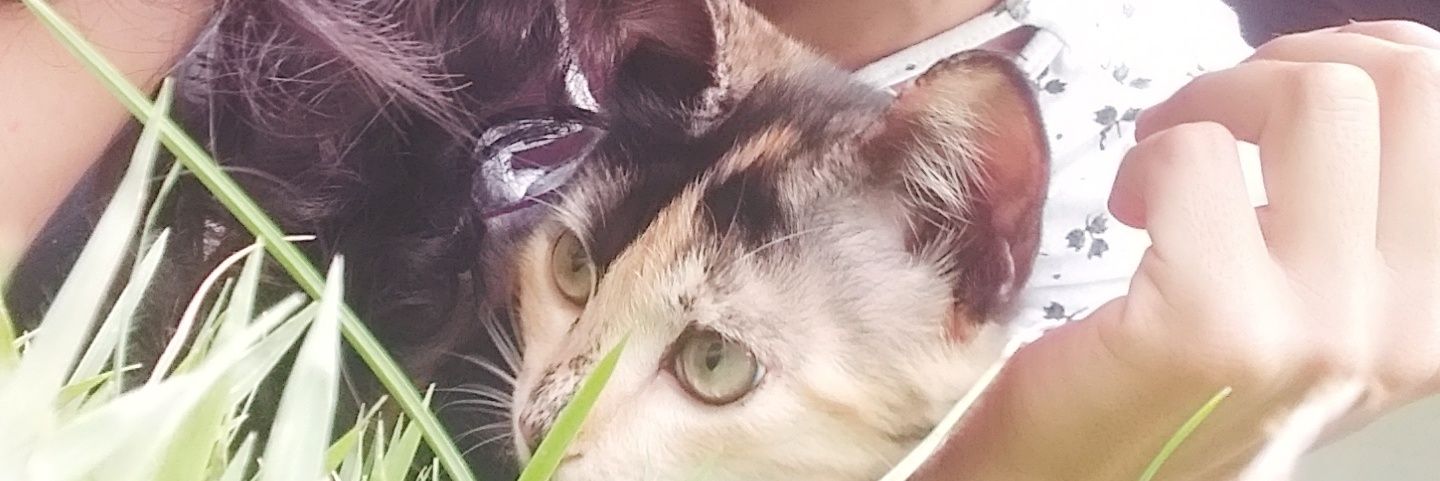 EdjaQuintella's profile banner image