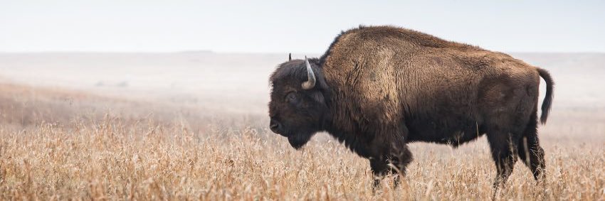 Patrick Layton banner