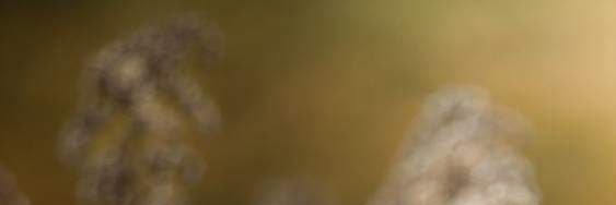 bundotingpo banner
