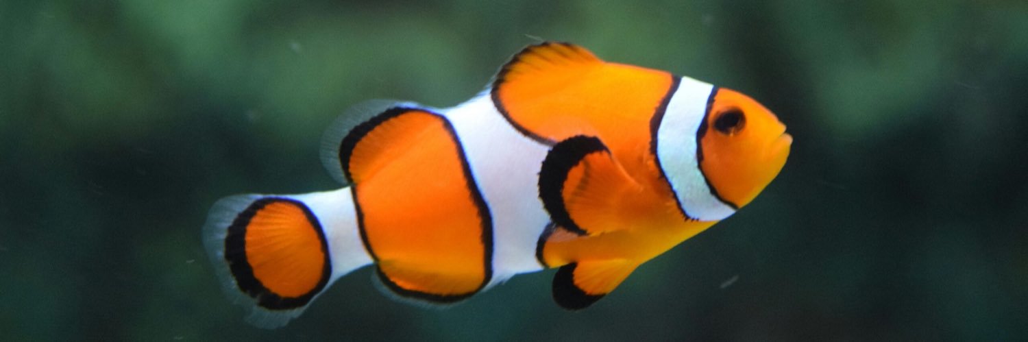 0xCryptoFishy's profile banner image
