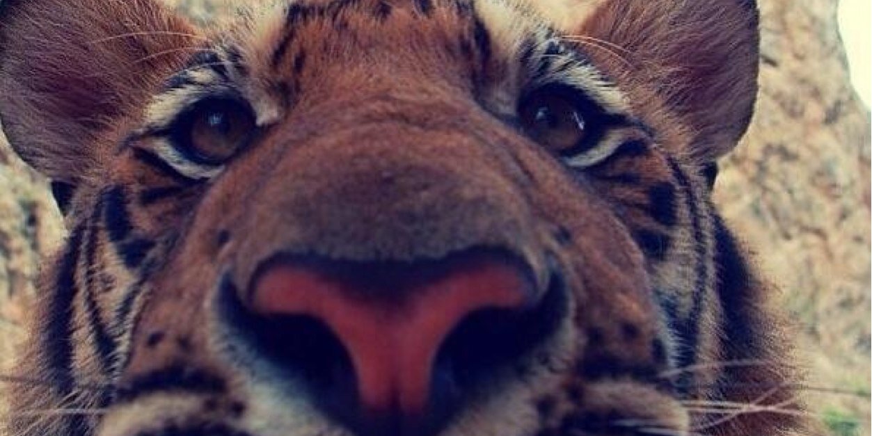 tayamandaa's profile banner image