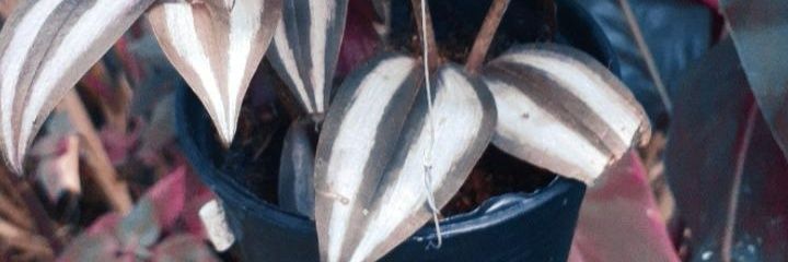PtrpMr's profile banner image