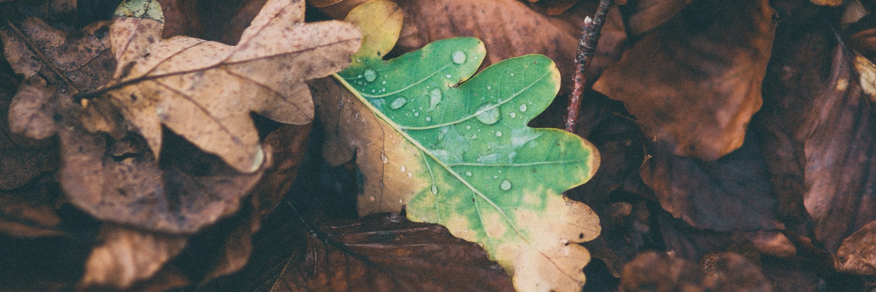 Angela (✿◡‿◡) ✨ 🏳️‍🌈 banner