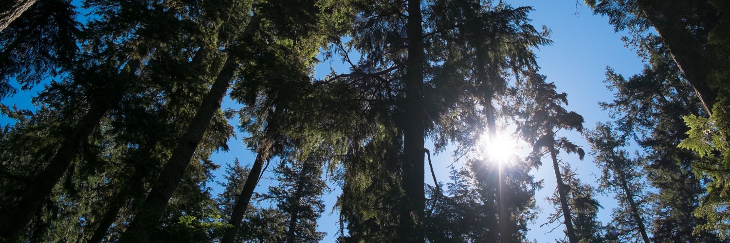 🌲☀️🌲 banner