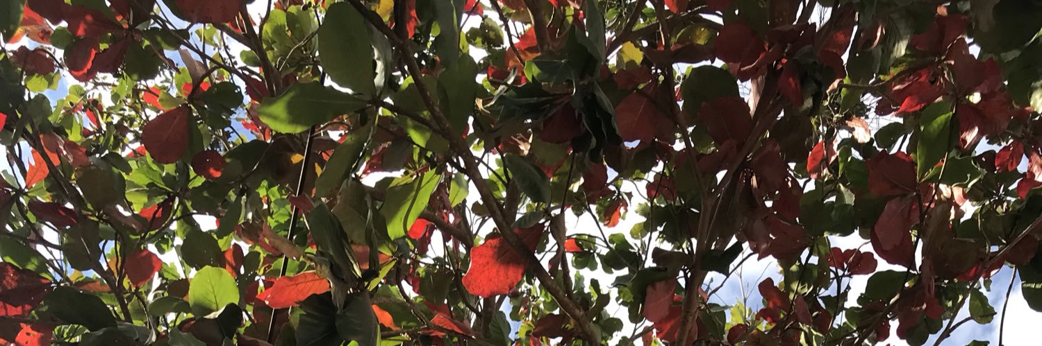 beapineirop's profile banner image