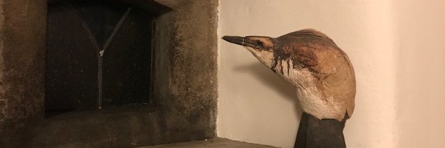 Steven Fraser banner