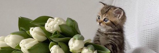 andreaglova's profile banner image