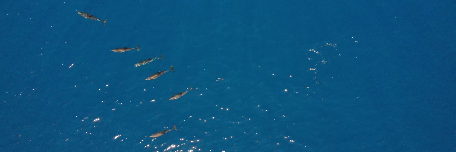 Azores delphis project banner