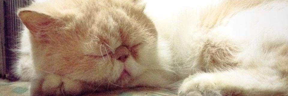 nongmodkit's profile banner image