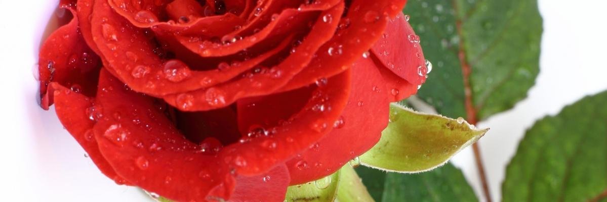 rmraquelmacedo's profile banner image