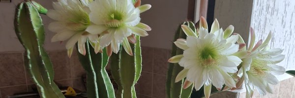 wr382 Profile Banner