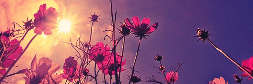 DeherreraAmanda's profile banner image