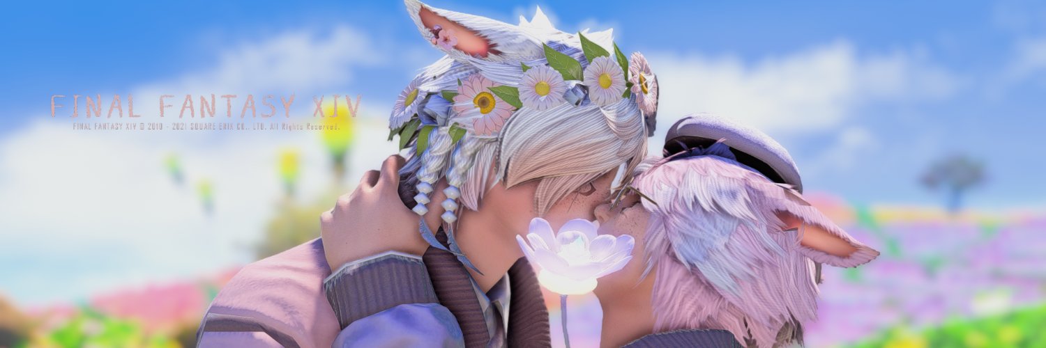 A soft cat banner