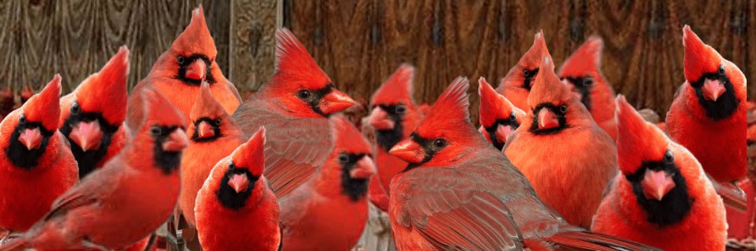 avery dumb cardinals banner