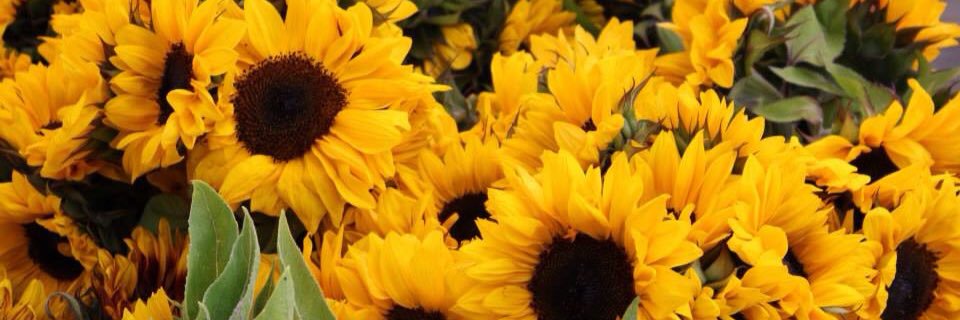 ilsemayer's profile banner image