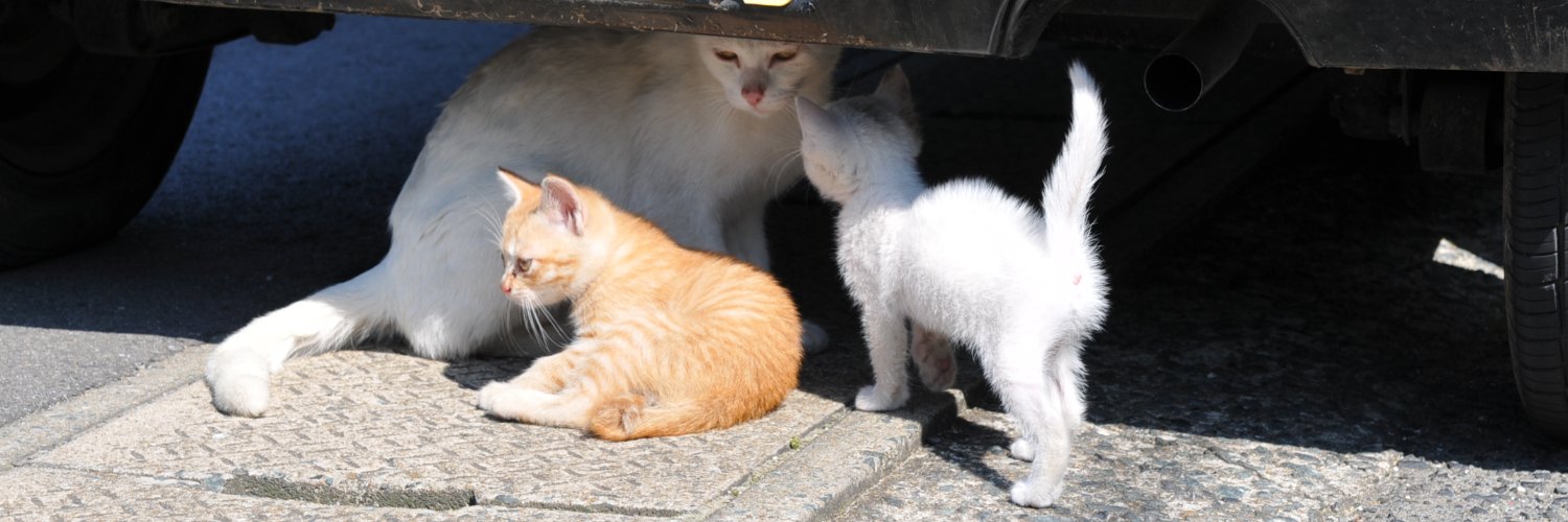 潤一朗🐾猫にシュシュ❁ banner