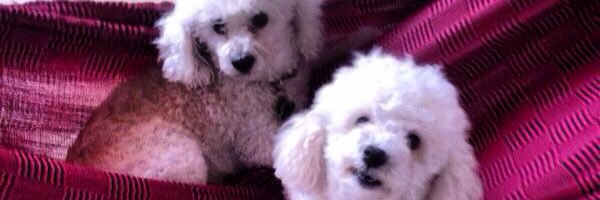jjalezones's profile banner image