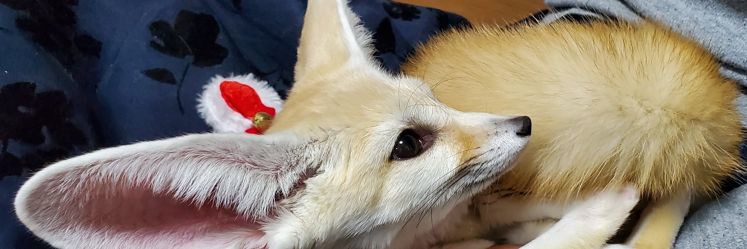 🦊Cute fennec fox🦊 banner