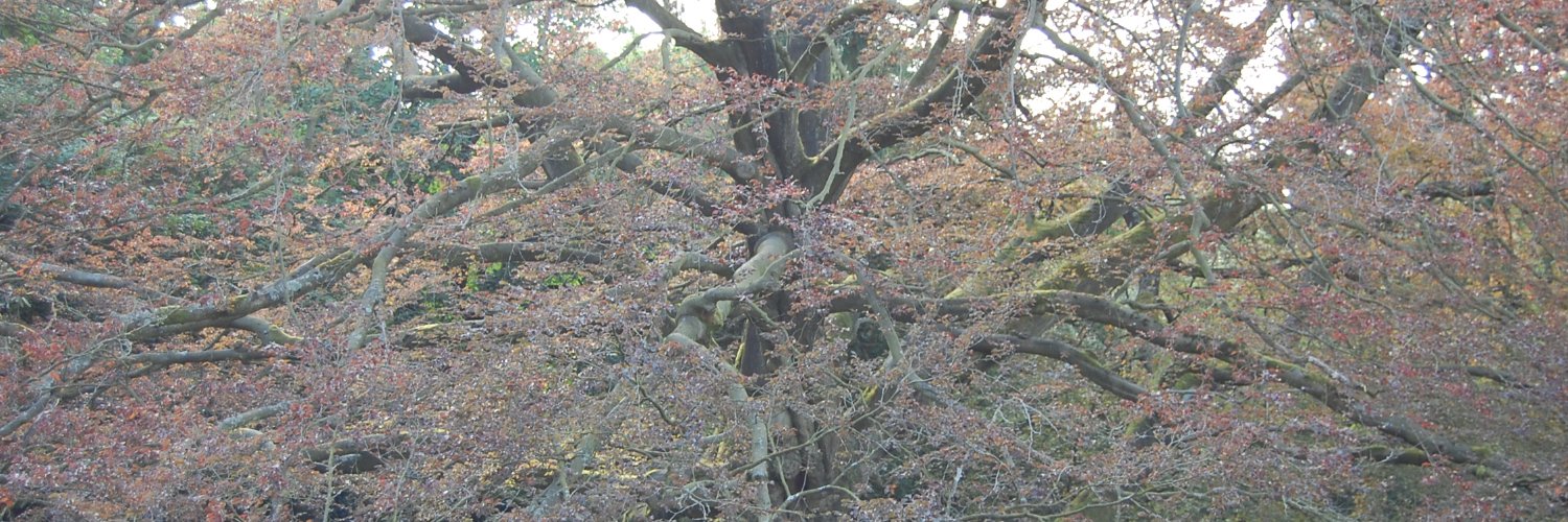 Catherine Wimpeney banner