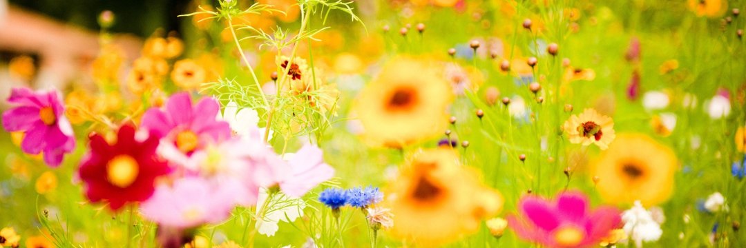 Şēคຖຊคຖ໓ēr♋👾 banner