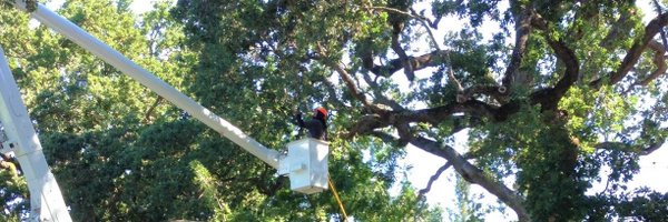 ArborTech1 Profile Banner