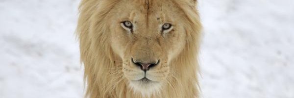 JORGE ENRIQUE banner