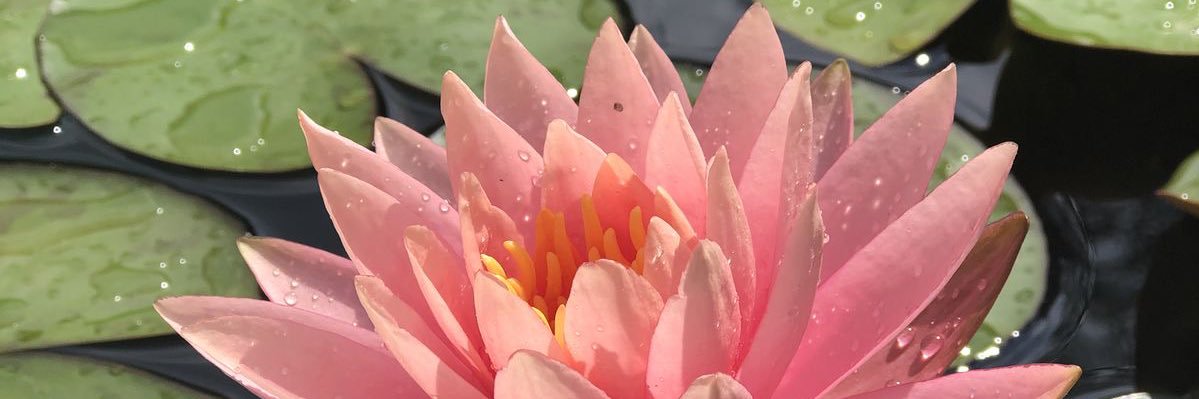 mcb graça celestial banner