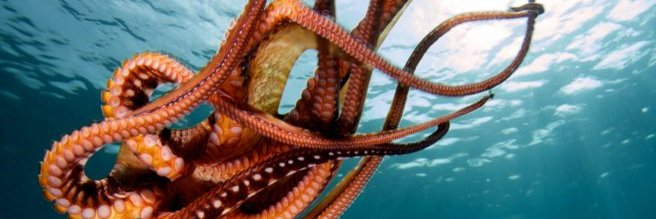 Polvo banner