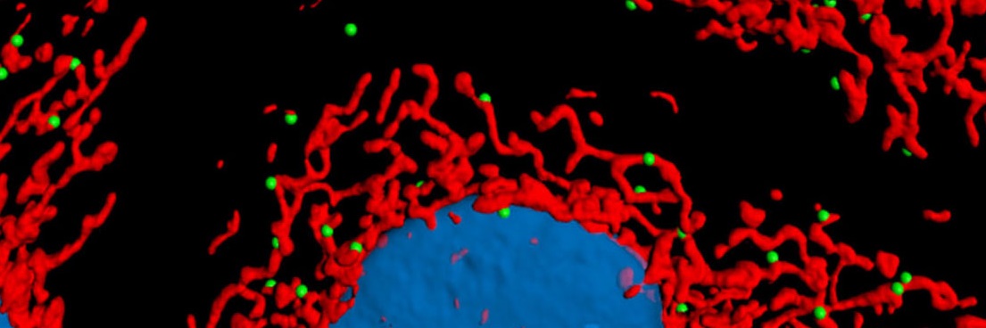 Club Mitochondrie banner