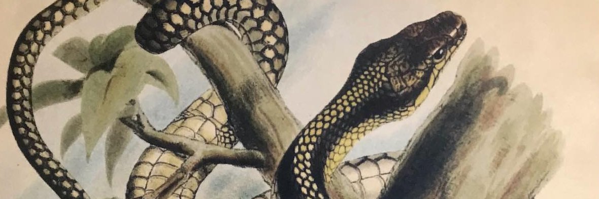 WallApe's profile banner image