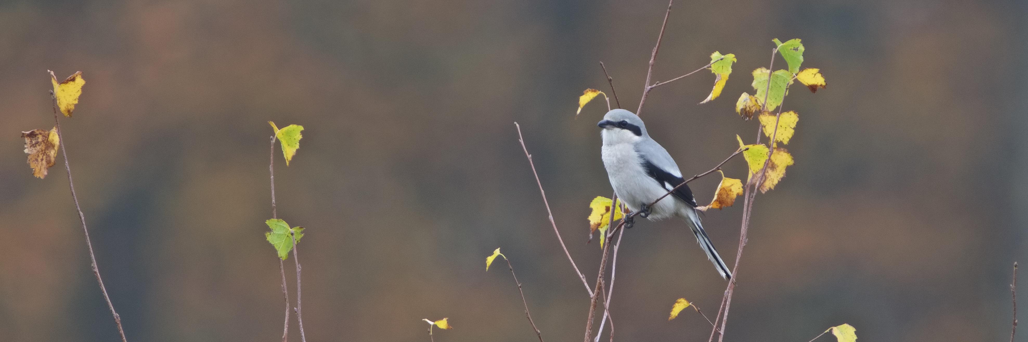 Mark Eggleton banner
